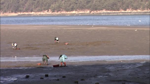 Люди вытаскивают моллюсков из песка на побережье — стоковое видео