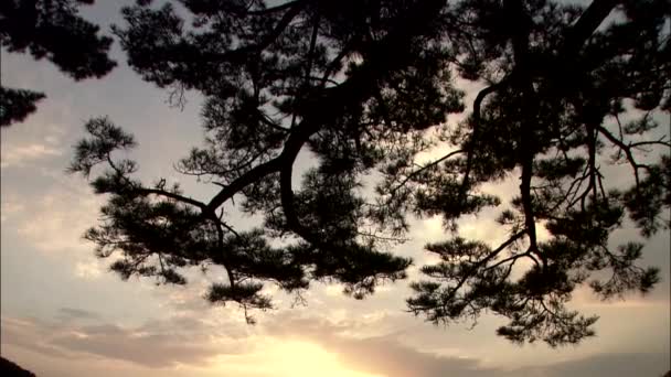 Mare con spiaggia sabbiosa — Video Stock