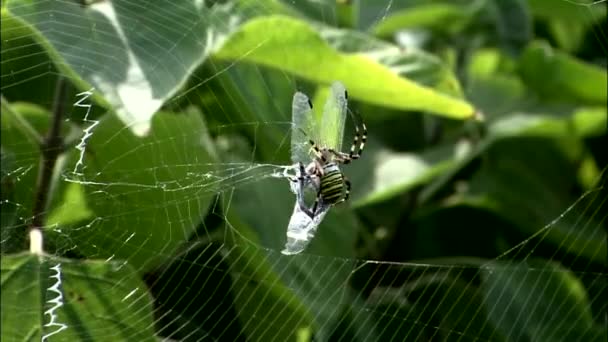Araignée mangeant libellule sur toile d'araignée — Video