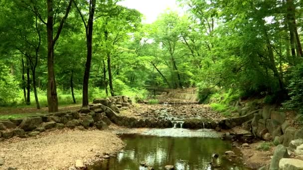 Река в лесу в Корее — стоковое видео