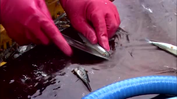 Homem Escalando Peixinho Mercado Frutos Mar Coreano — Vídeo de Stock