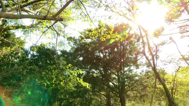 美丽森林的-济州岛 — 图库视频影像