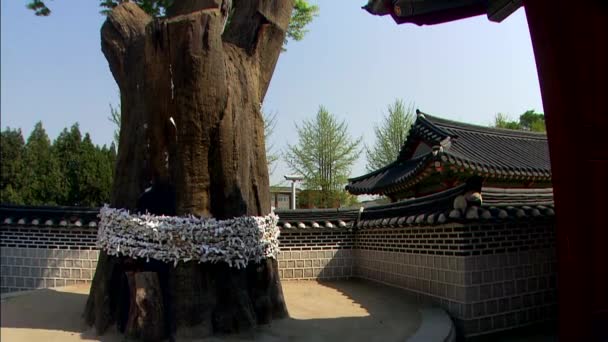 Mächtiger Alter Baum Koreanischer Suwon Hwaseong Festung — Stockvideo