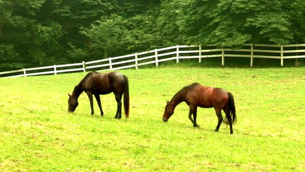 Лошади, пасущиеся на зеленом лугу — стоковое видео