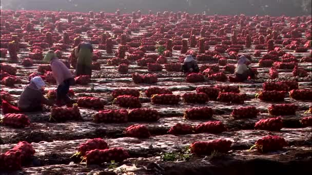 Arbeiterinnen Bei Der Ernte Auf Dem Feld — Stockvideo