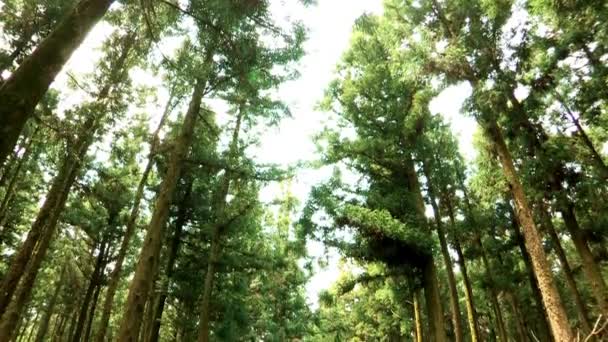 Jeju Adası'nın ormanda yol — Stok video