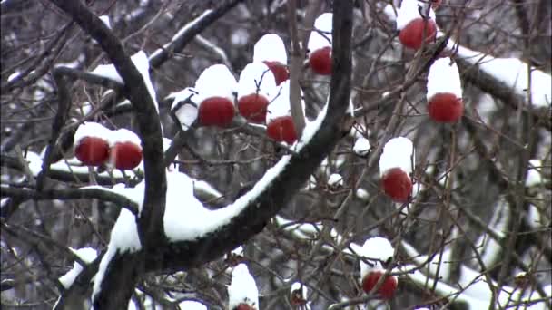Podpuszczka Drzewo Pod Śniegiem Jangseong Gun Jeollanam Korea — Wideo stockowe