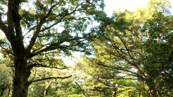 Pessoas caminhando ao longo do caminho na floresta — Vídeo de Stock