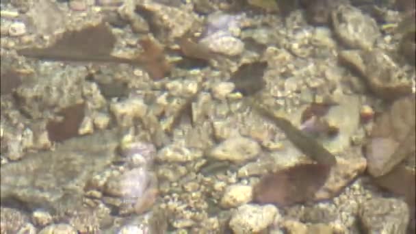 Pescado en agua de mar transparente — Vídeos de Stock