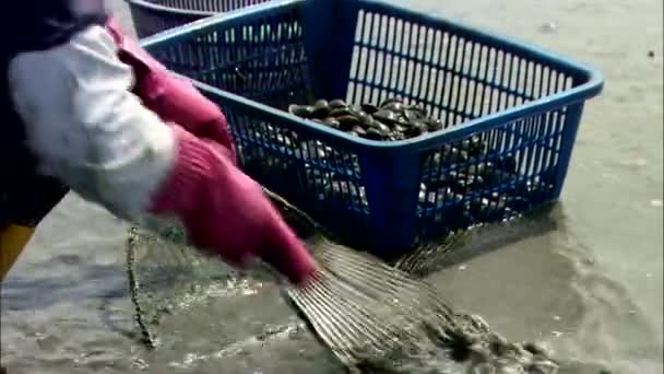 South Korean Female Worker Gathering Clams Dirty Water Basket — Stock Video