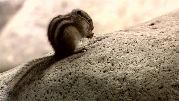 Ardilla Tierra Sentada Roca Comiendo Nuez — Vídeo de stock