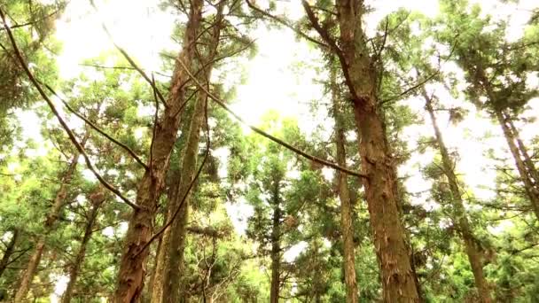Vista de madeiras de Jeju-ilha — Vídeo de Stock