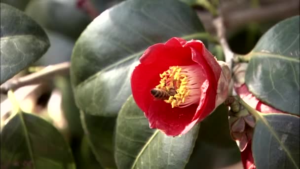 Abeja recogida de polen en flor roja — Vídeo de stock