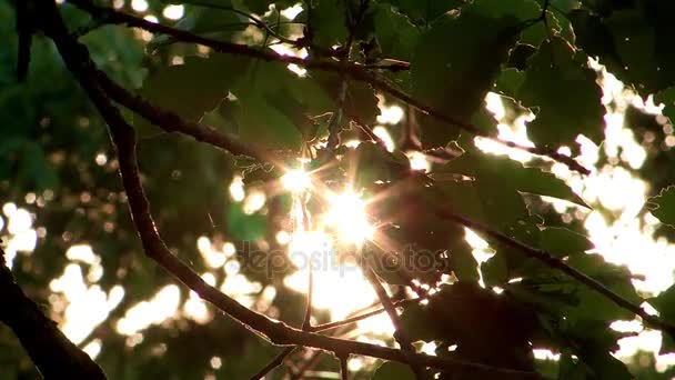 Vue recadrée des feuilles vertes dans le parc — Video