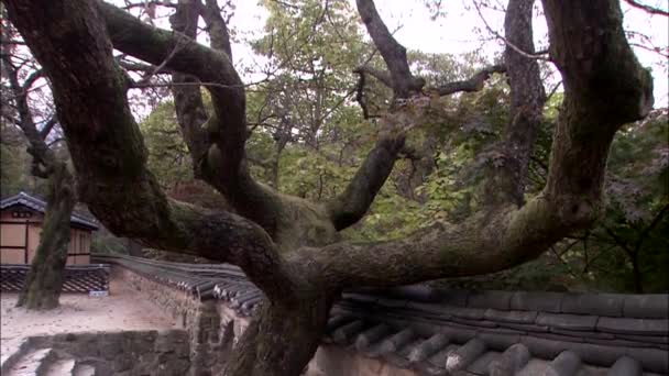 Viejo Árbol Patio Del Templo Gongju Chungcheongnam Corea — Vídeo de stock