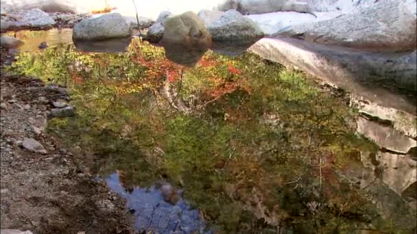 Reflejo de hojas verdes y rojas en el agua — Vídeos de Stock