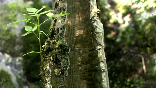 Nahaufnahme Des Fließenden Wasserstroms Holzkanal Aus Baumstämmen — Stockvideo