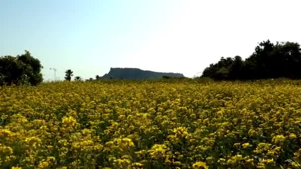 Campo de flores y colina de Jeju-island — Vídeo de stock