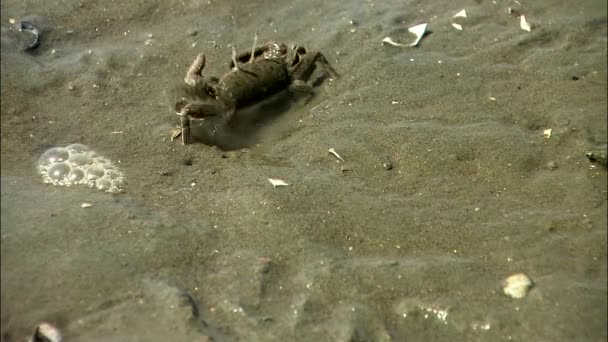 海滩湿沙子上的小螃蟹 — 图库视频影像