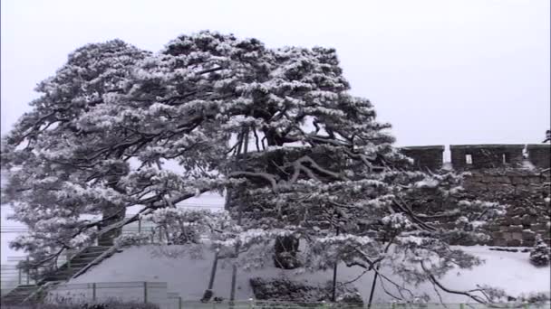 Άποψη Της Χιονόπτωσης Δέντρα Και Οχυρό Τοίχο Incheon Νότιος Κορέα — Αρχείο Βίντεο