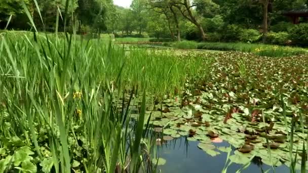 Λιμνούλα με φύλλα λωτού στην Κορέα δενδρολογικός κήπος — Αρχείο Βίντεο
