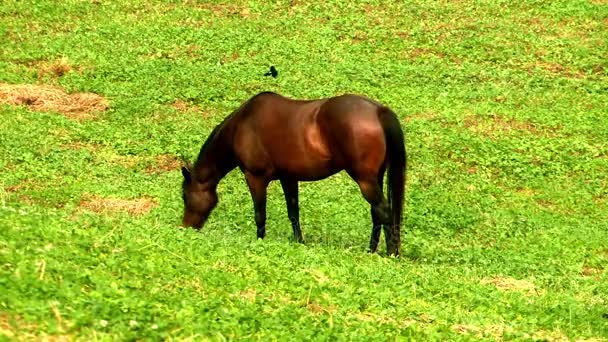 Лошадь, пасущаяся на зеленом лугу — стоковое видео