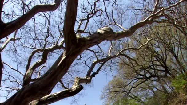 Blick Von Unten Auf Baum Mit Traditionellen Koreanischen Tempelgebäuden Hintergrund — Stockvideo