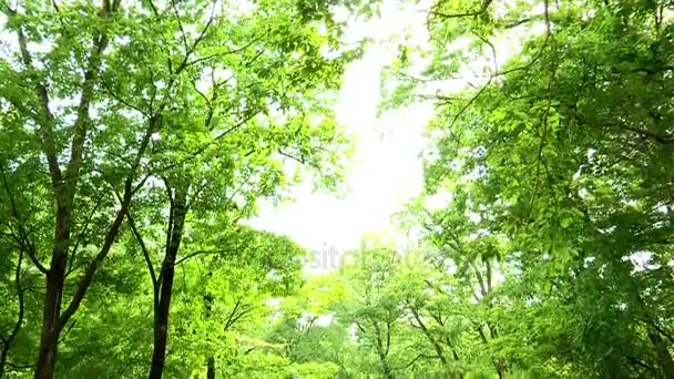 Cours d'eau en forêt en Corée — Video