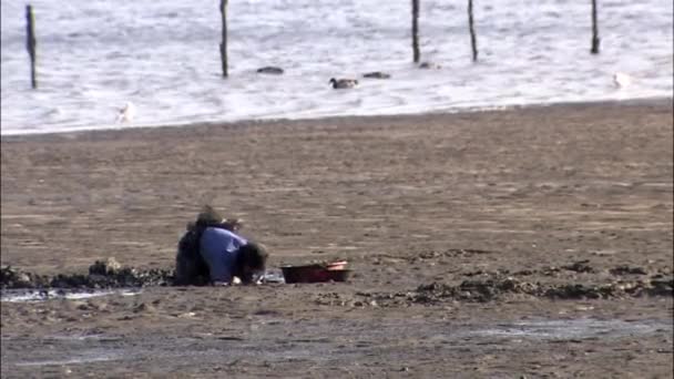 Femme tirant des palourdes du sable sur la côte — Video