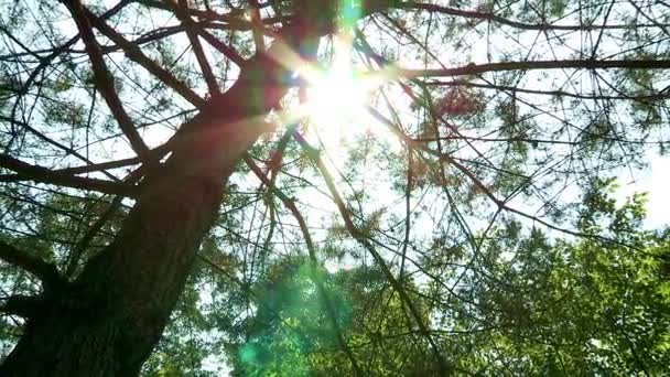 Сонце світить крізь гілки дерев — стокове відео