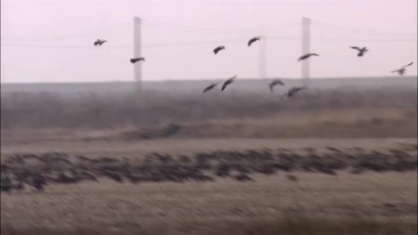 Migratory birds flying over autumn meadow — Stock Video