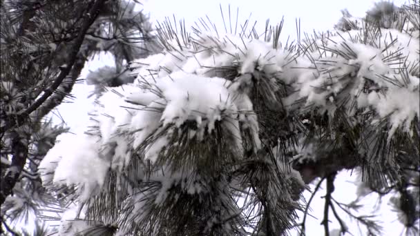 Ramas Árboles Cubiertas Nieve Contra Cielo Incheon Corea — Vídeos de Stock