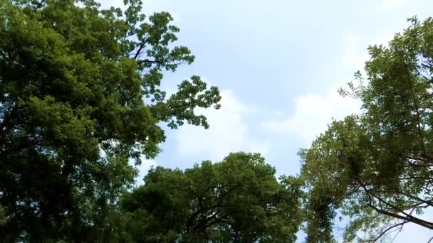 Vista Del Día Verano Corea National Arboretum Pochun Provincia Gyeonggi — Vídeo de stock