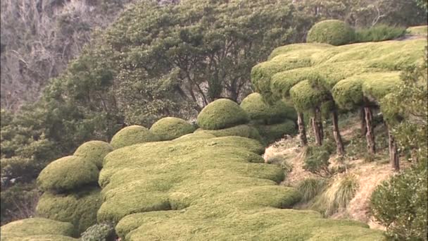 Árvores verdes incríveis crescendo na colina — Vídeo de Stock