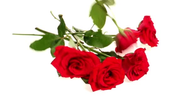 Caduta Giù Bouquet Rose Rosse Isolate Sfondo Bianco — Video Stock