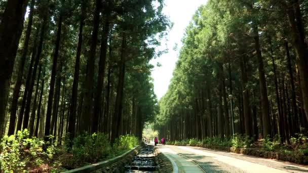 Jeju Adası'nda ormanda yol — Stok video