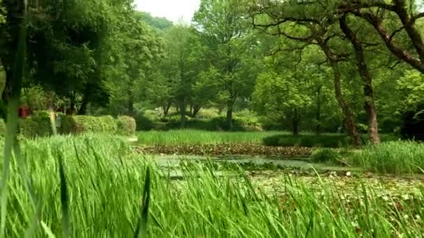 Estanque con hojas de loto en Corea Arboretum — Vídeos de Stock