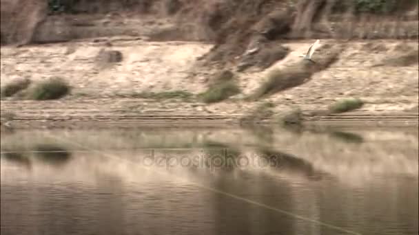 Weißer Vogel fliegt über Stausee — Stockvideo