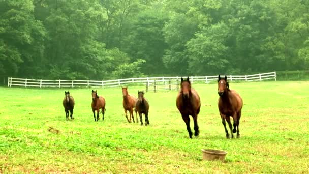 Paarden lopen op groene weide — Stockvideo