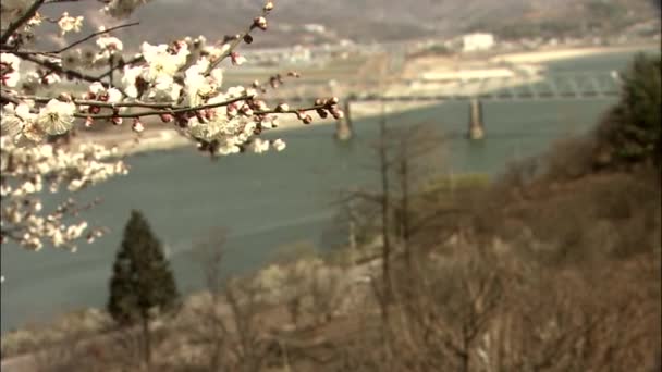 Κλείστε Την Προβολή Της Ιαπωνικής Plum Blossom Gwangyang Τζεολανάμ Επαρχία — Αρχείο Βίντεο