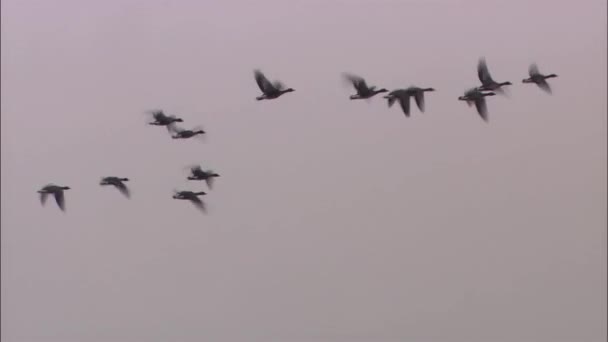 灰色の空を飛んでいるカモの群れ — ストック動画