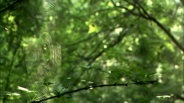 Folhas verdes em árvores em floresta e céu — Vídeo de Stock