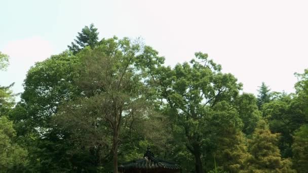 Kore Botanik Bahçesi yapraklarda lotus gölet — Stok video