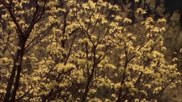 Весенний Пейзаж Гурье Провинция Чолланам Корея — стоковое видео