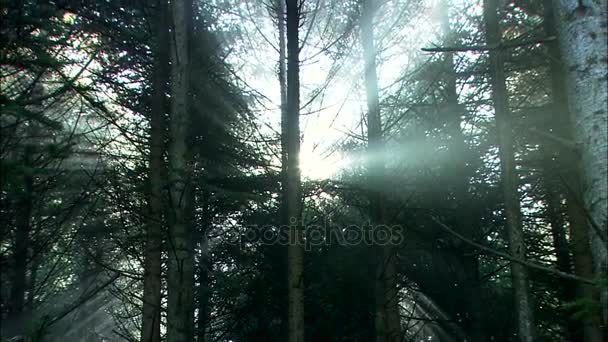 美丽的夏天森林 — 图库视频影像