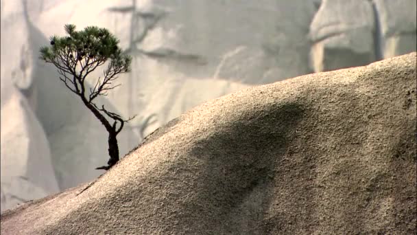 江原草市 丘の上の孤独な木 — ストック動画
