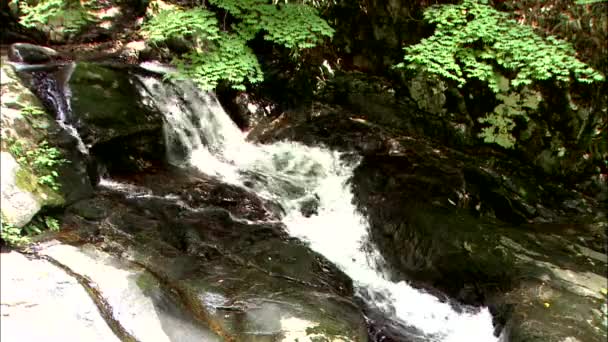 全羅南道 チョルラナムド の滝の詳細ビュー — ストック動画