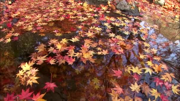 Tempel Jeongeup Jeonbuk Korea Blick Auf Teich Mit Abgefallenen Ahornblättern — Stockvideo