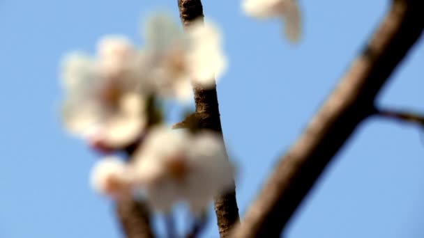 Красивая ветка дерева с цветущей вишней — стоковое видео