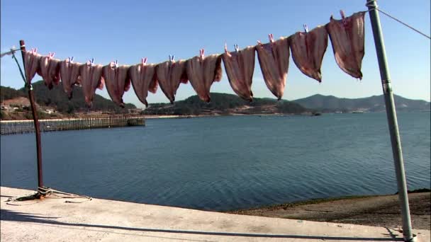 Рыбы Висят Веревке Высыхают Солнцем Берегу Моря Корея — стоковое видео